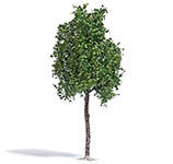 070-3792 - 1:87 - Platane 170 mm Sommer